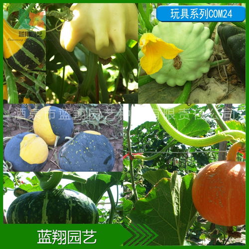 厂家直销 花卉种子 观果系列 干花系列 玩具系列 景观绿化种子 草花组合种子 种子批发